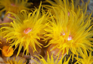 cup coral by Mathieu Foulquié 